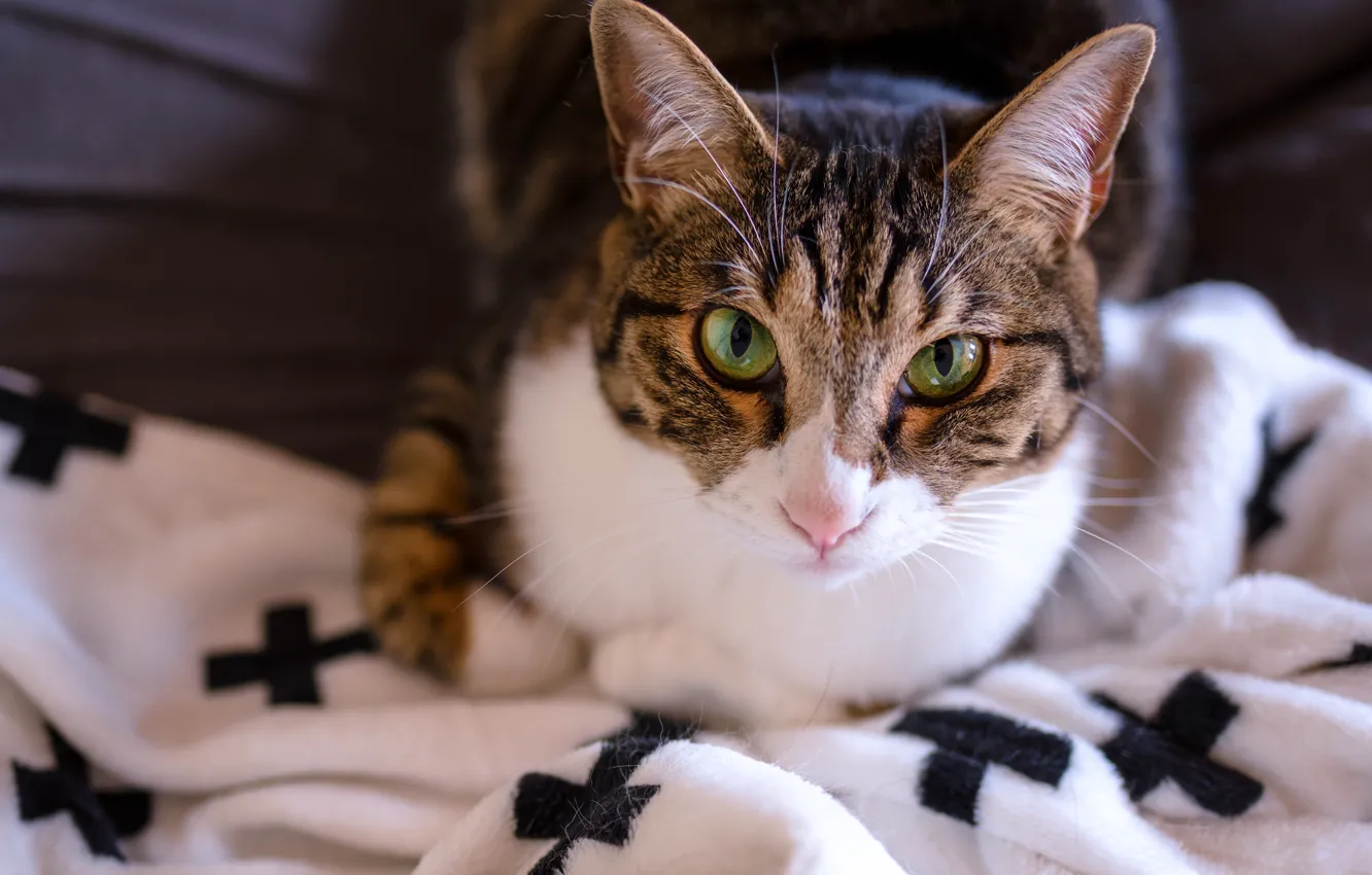 Photo wallpaper cat, eyes, cat, look, face, close-up, pose, green