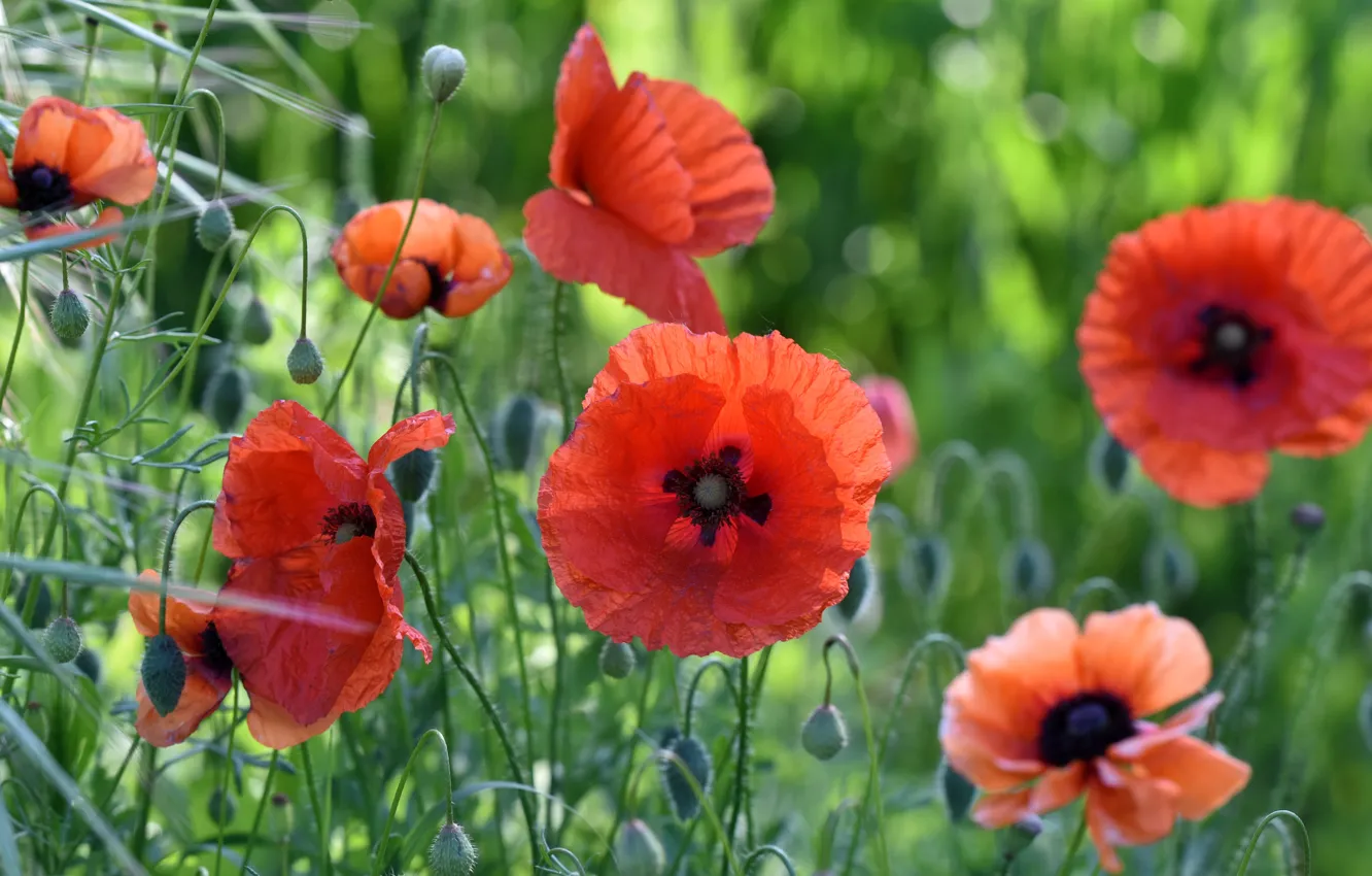 Photo wallpaper greens, summer, flowers, red, background, Mac, Maki, beauty
