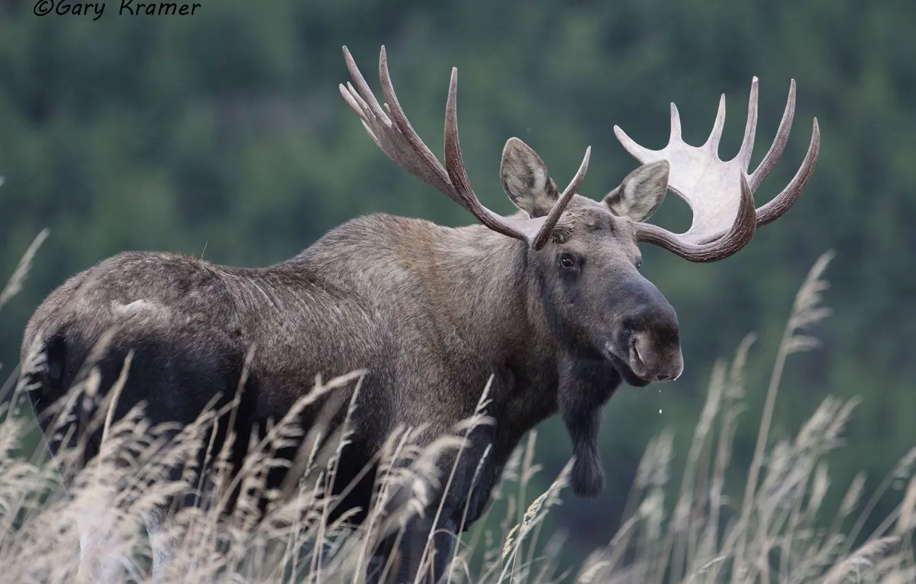 Photo wallpaper big, canada, animal, deer, wildlife, moose