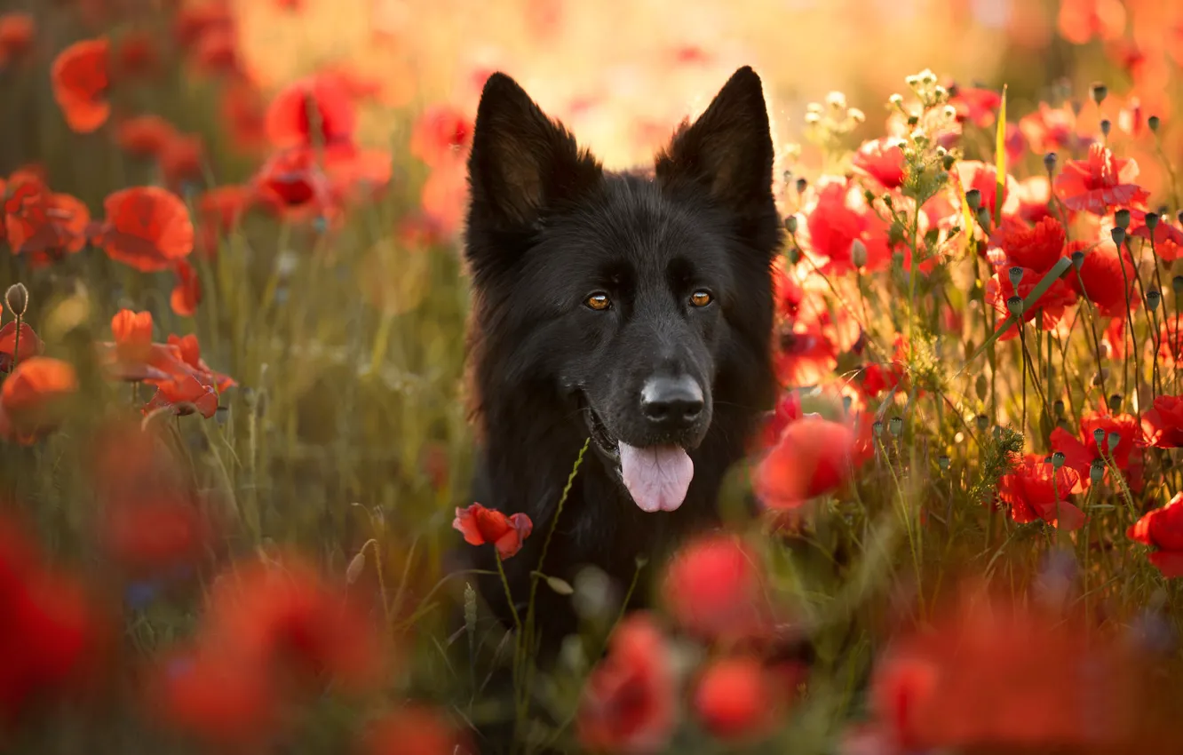 Photo wallpaper language, face, flowers, Maki, dog, German shepherd