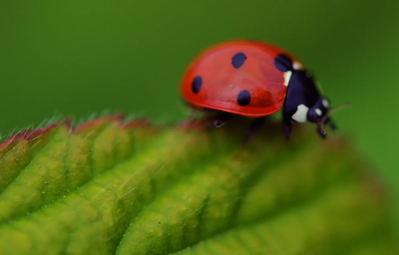 Photo wallpaper macro, leaf, ladybug, insect, Wallpaper from lolita777