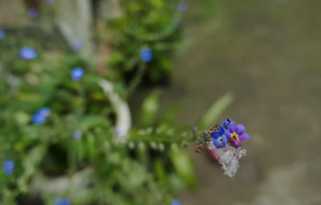 Photo wallpaper macro, flowers, blue, nature, pink