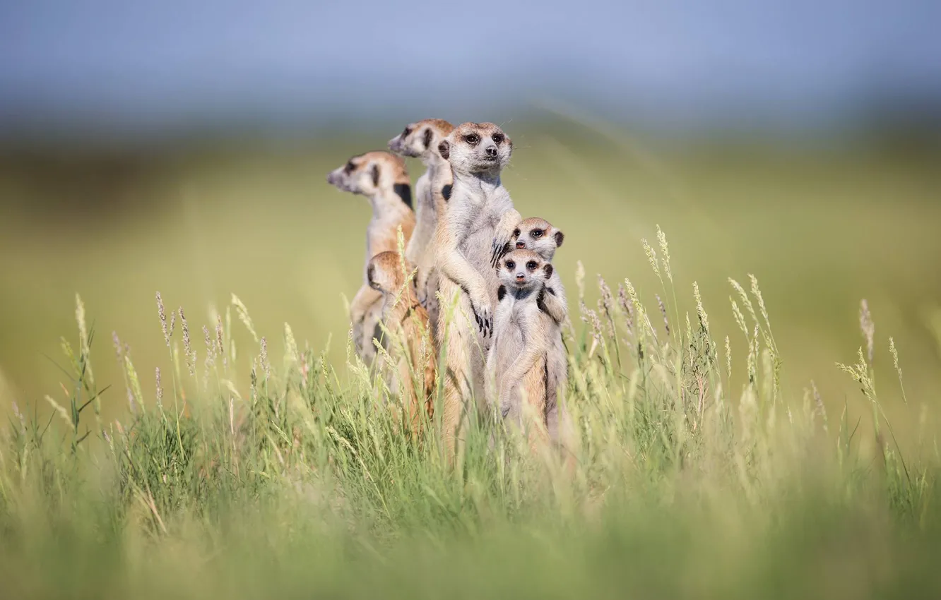 Photo wallpaper grass, meerkats, stand, bokeh, family