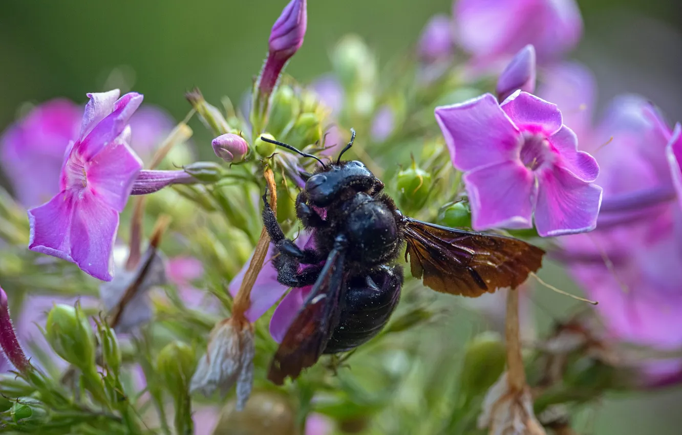 Photo wallpaper flowers, bee, insect, Phlox