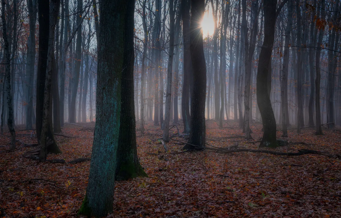 Photo wallpaper forest, trees, fog, foliage