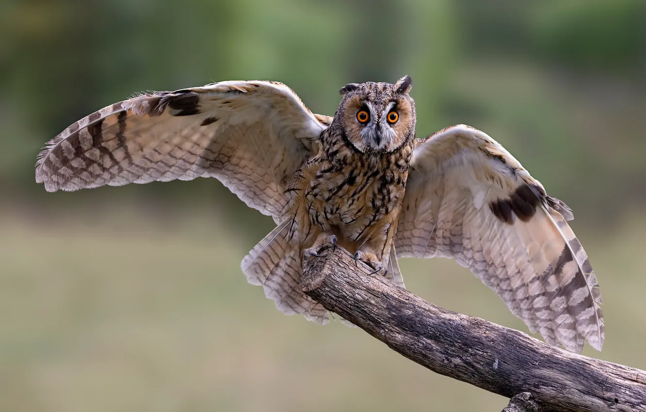 Photo wallpaper background, owl, bird, wings, Long-eared owl