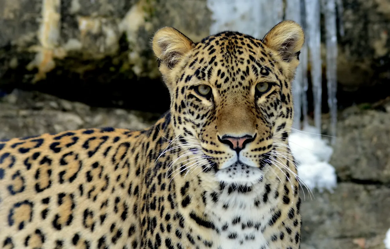 Photo wallpaper look, face, rocks, predator, leopard