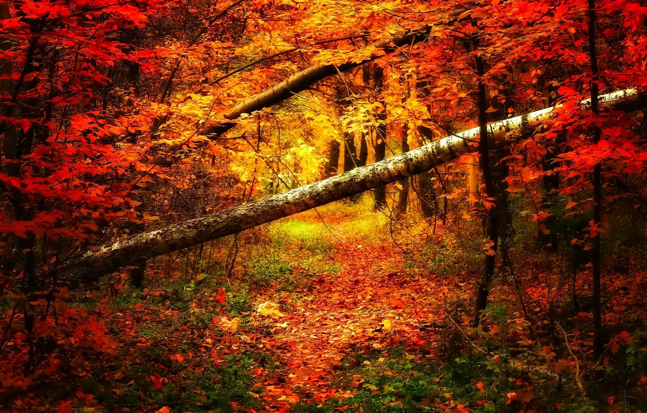 Photo wallpaper autumn, forest, trees, clearing
