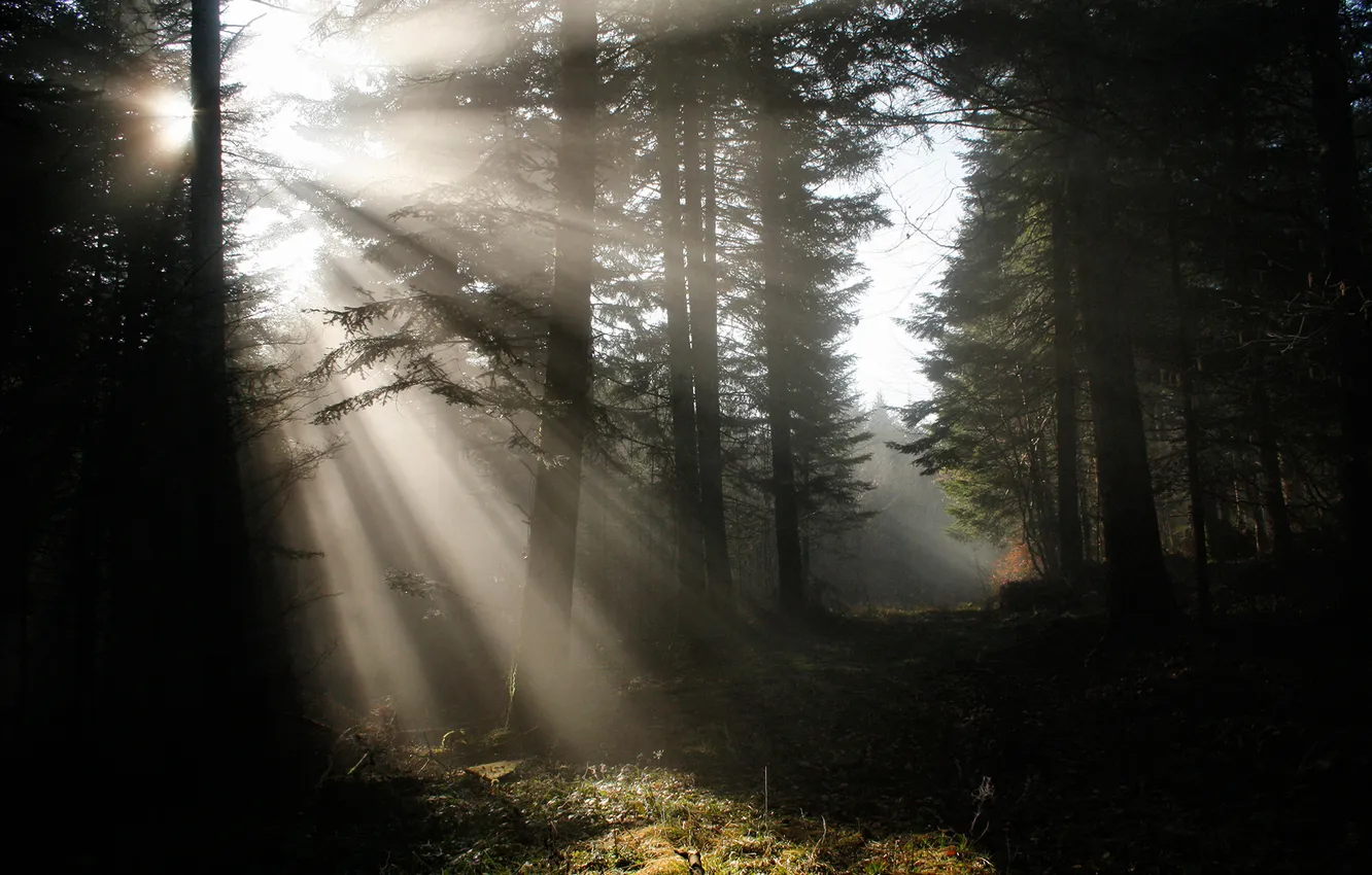 Photo wallpaper forest, rays, light, nature