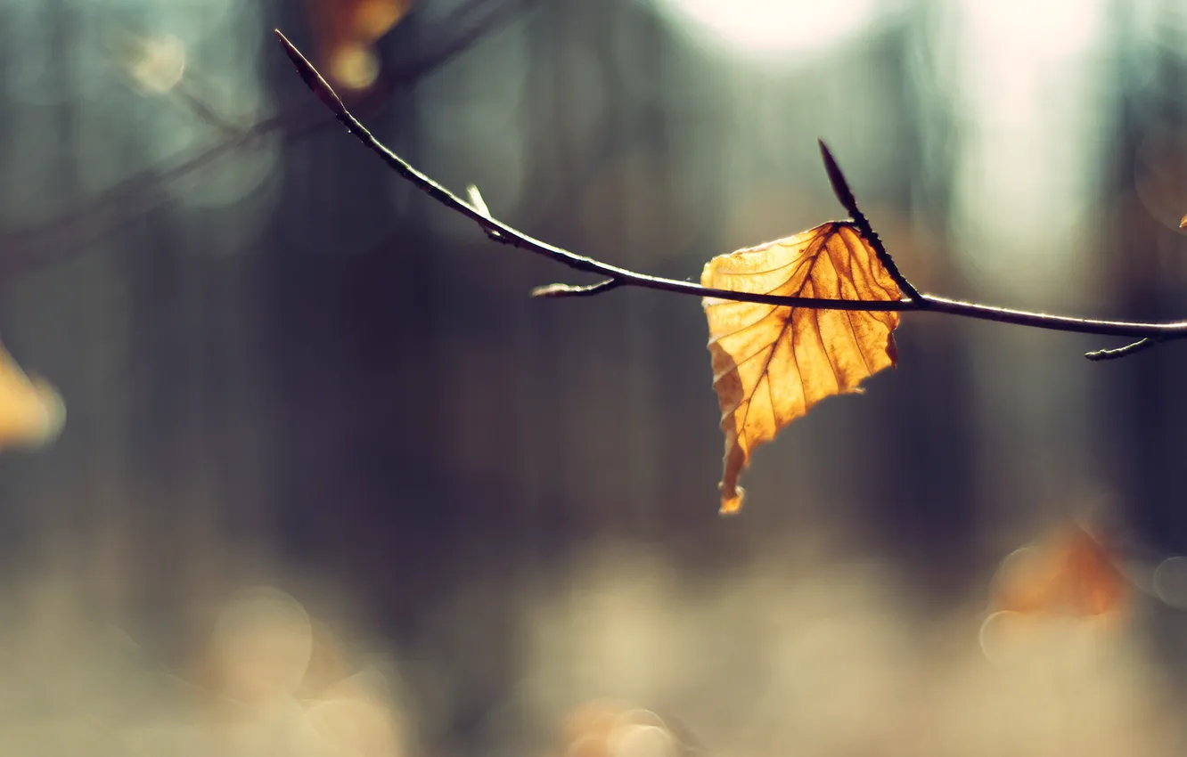 Photo wallpaper autumn, macro, nature, background, Wallpaper, branch, leaf