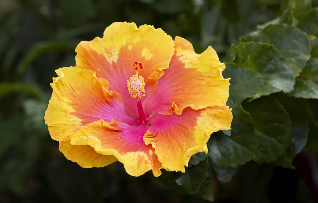 Photo wallpaper macro, petals, hibiscus, Chinese rose