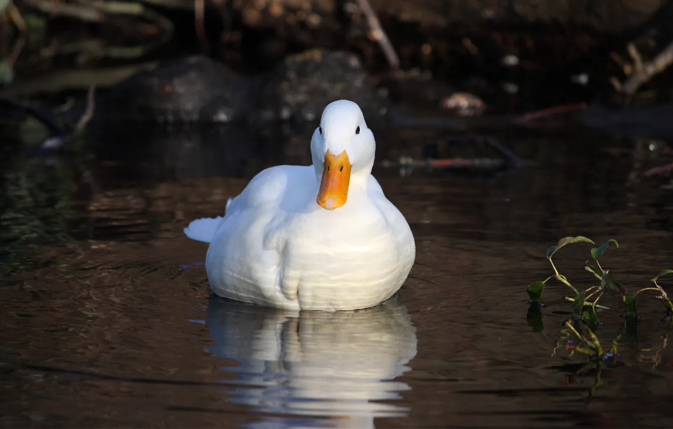 Photo wallpaper water, lake, bird, duck