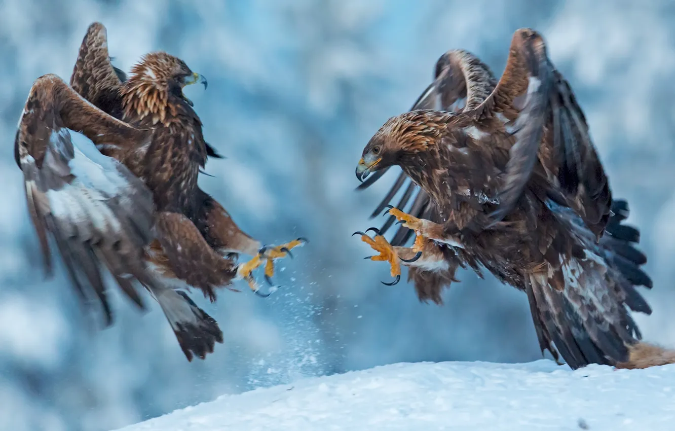 Photo wallpaper snow, birds, eagle, sparing