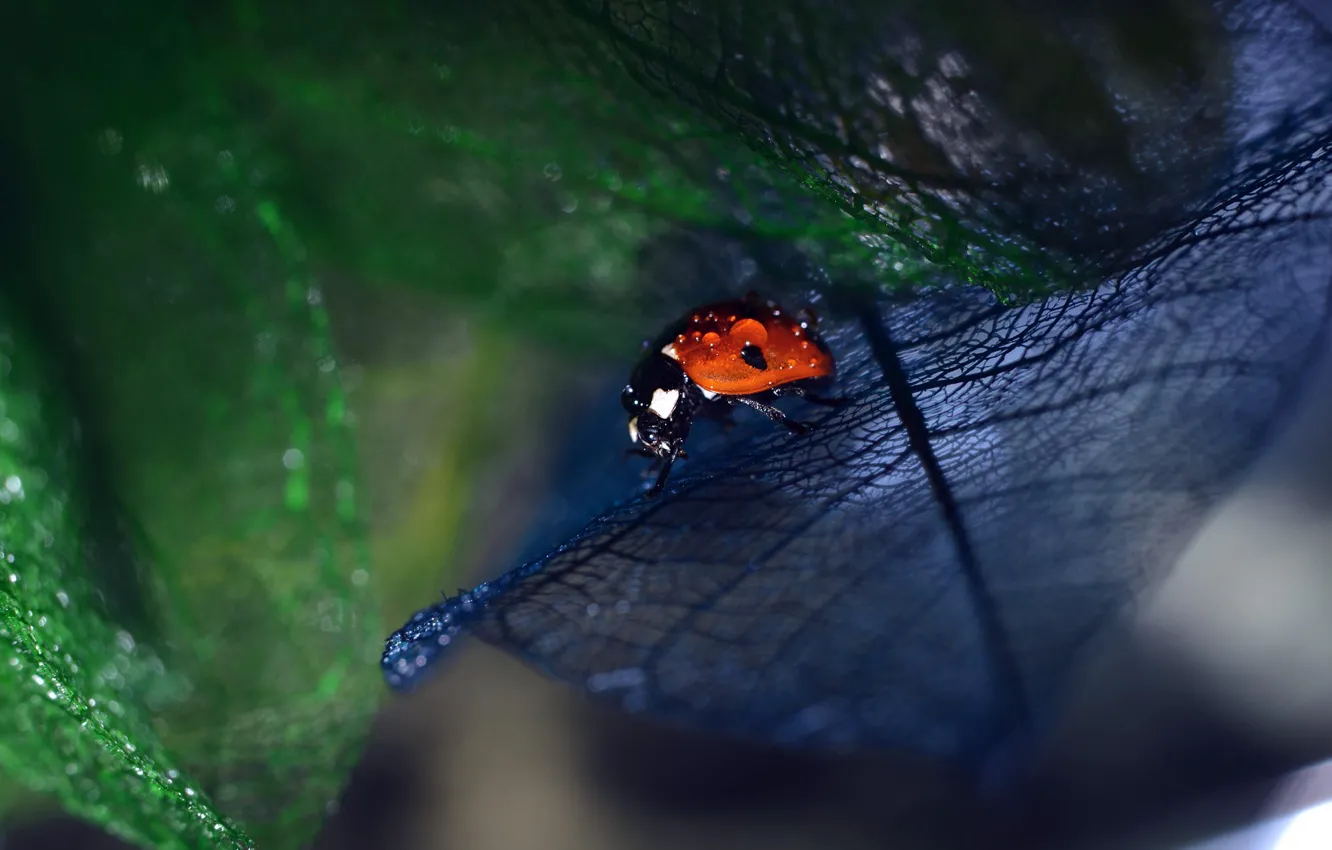 Photo wallpaper leaves, drops, macro, the dark background, ladybug, beetle, blur