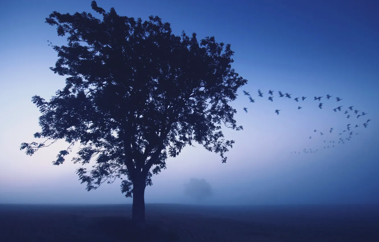 Photo wallpaper birds, fog, tree
