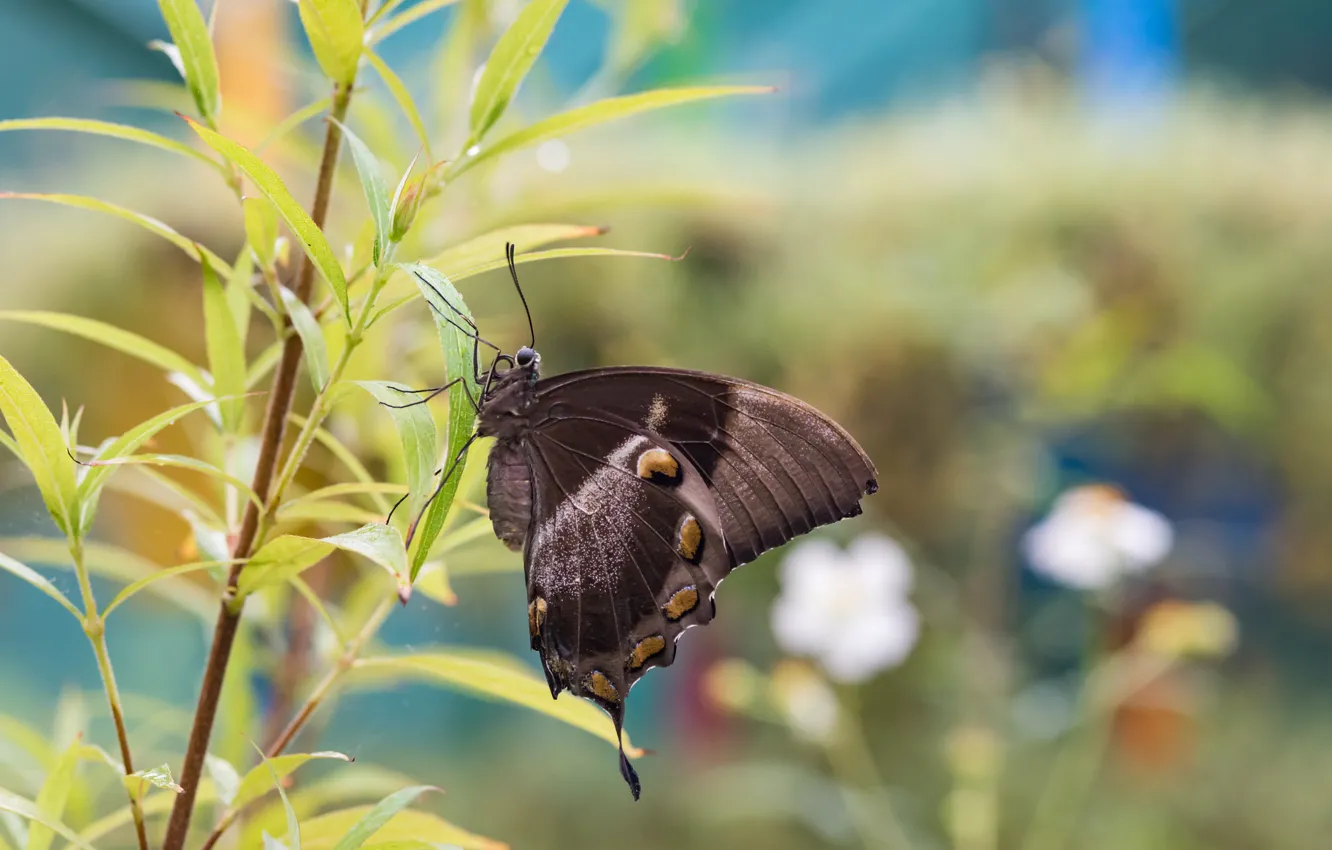 Photo wallpaper nature, background, butterfly, Fleur Walton
