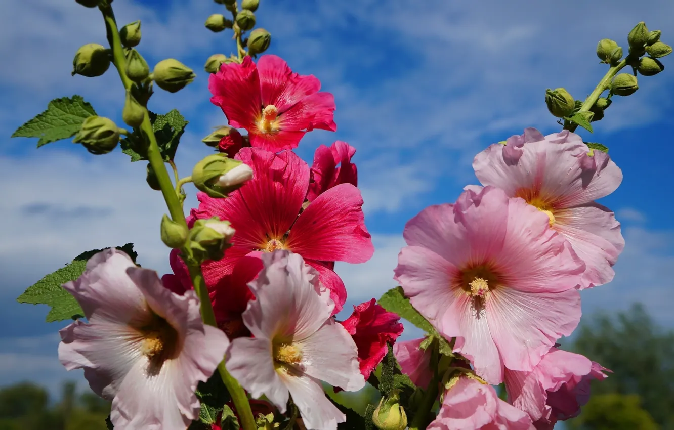 Photo wallpaper flower, blooming, hollyhocks