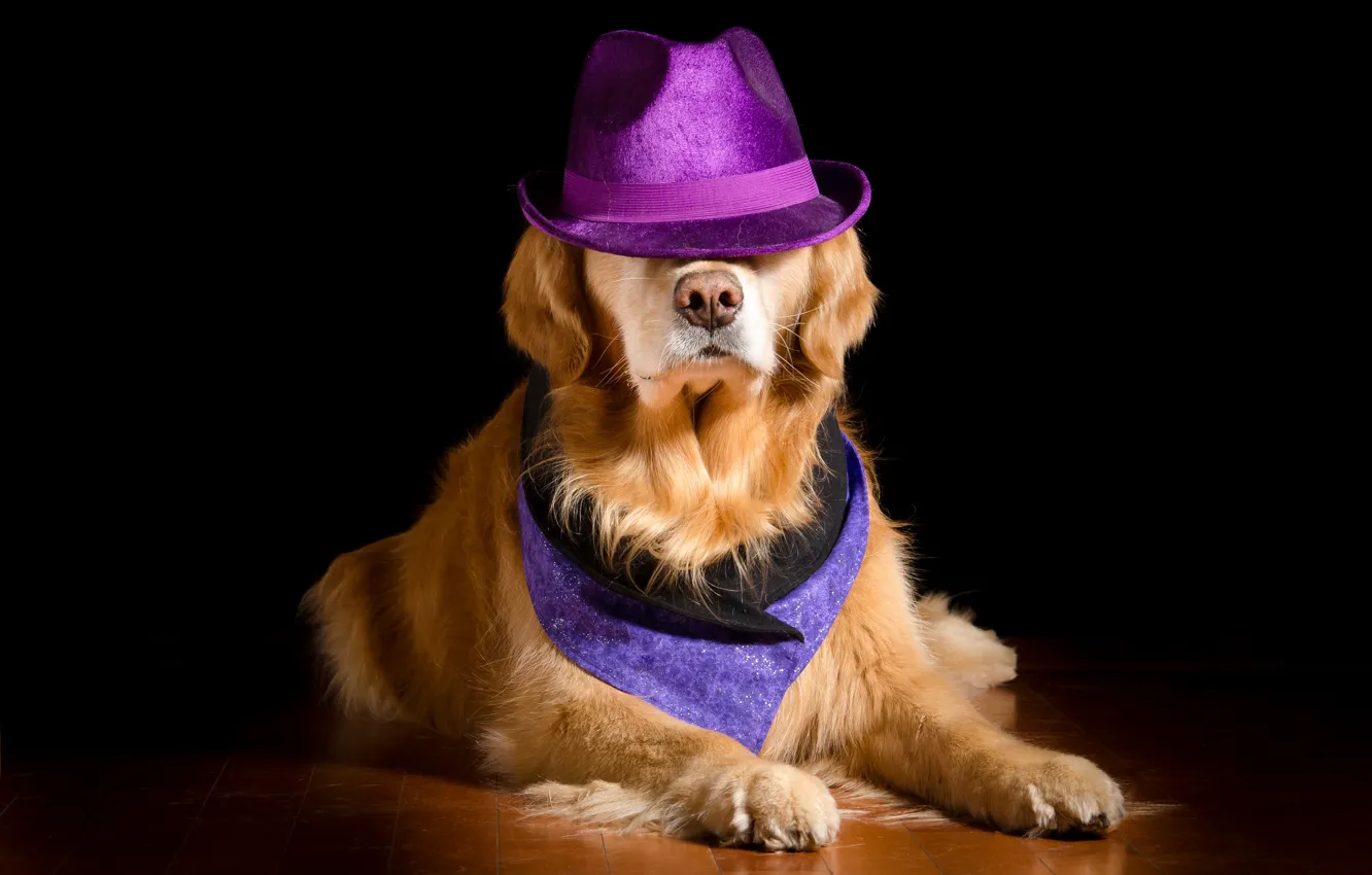 Photo wallpaper background, dog, hat, nose