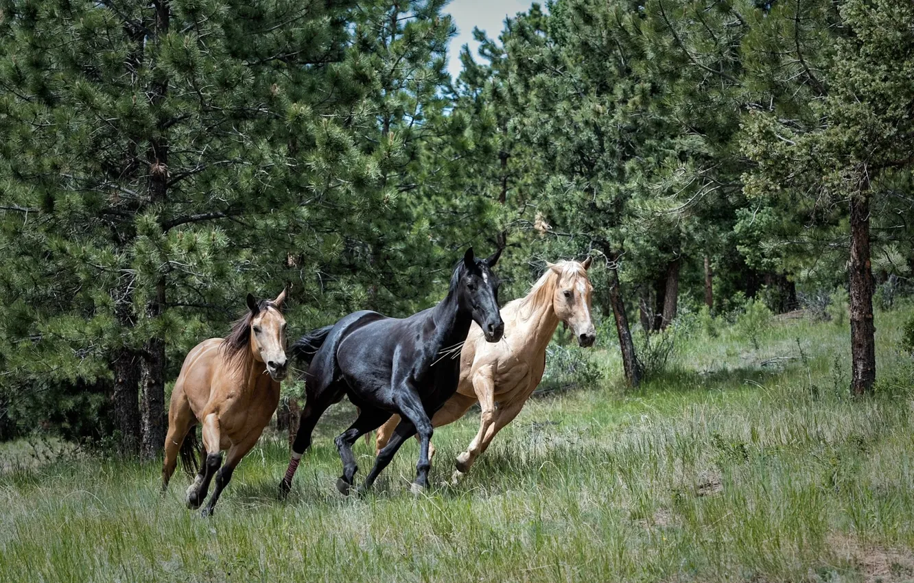 Photo wallpaper nature, horses, animal, horse