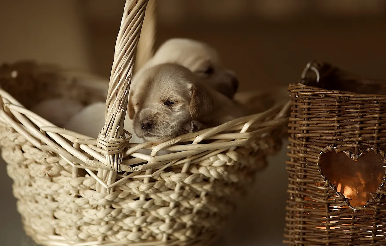 Photo wallpaper basket, heart, puppy