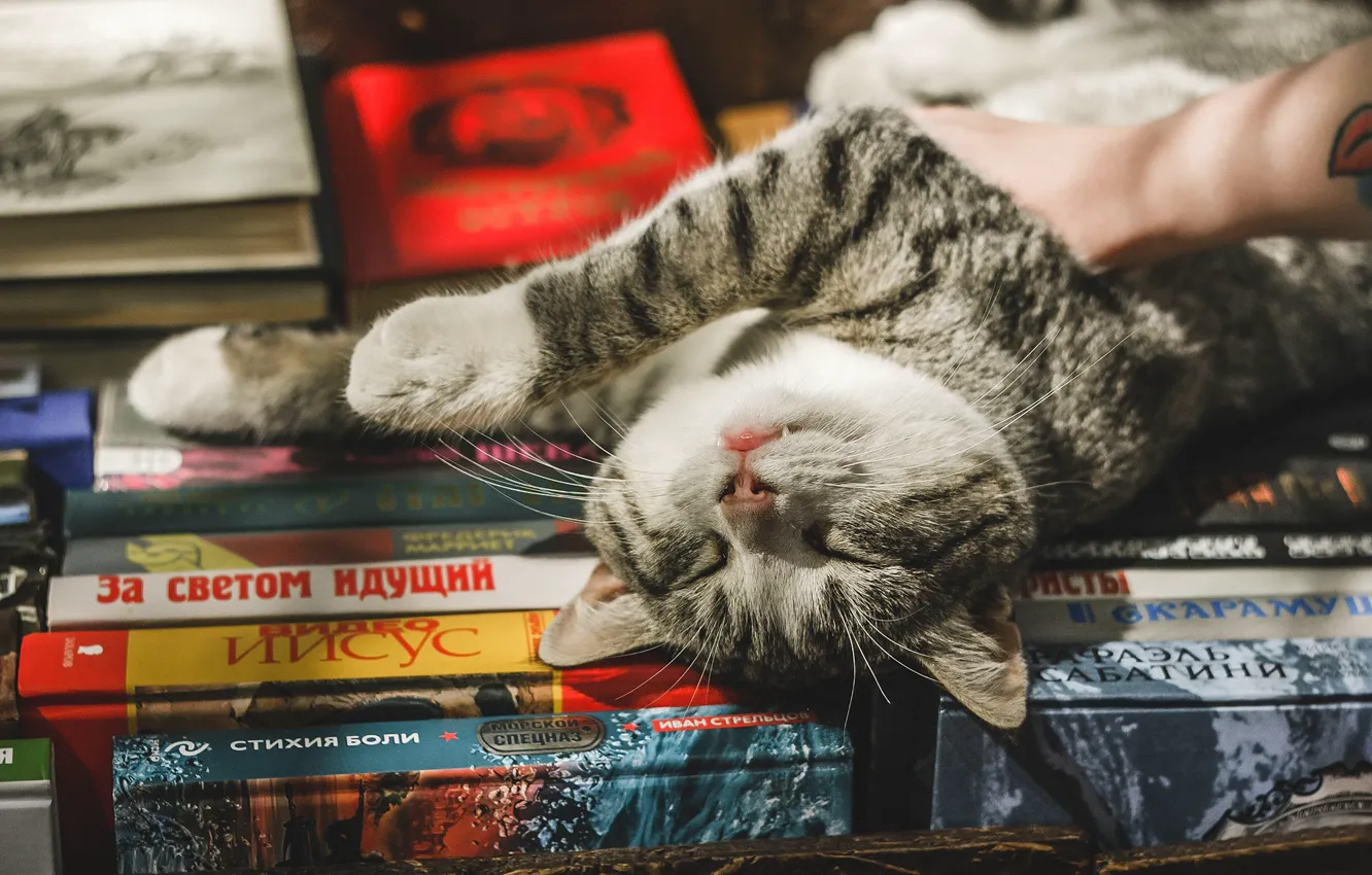Photo wallpaper cat, cat, relax, books, chill, cat