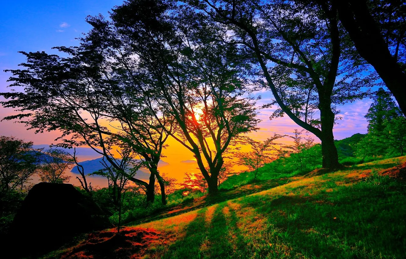 Photo wallpaper dark, sky, trees, landscape, nature, sunset, blue, park