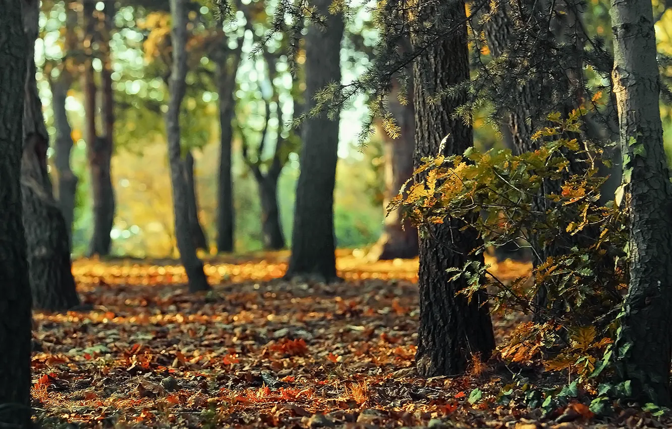 Photo wallpaper autumn, forest, light, nature, bokeh