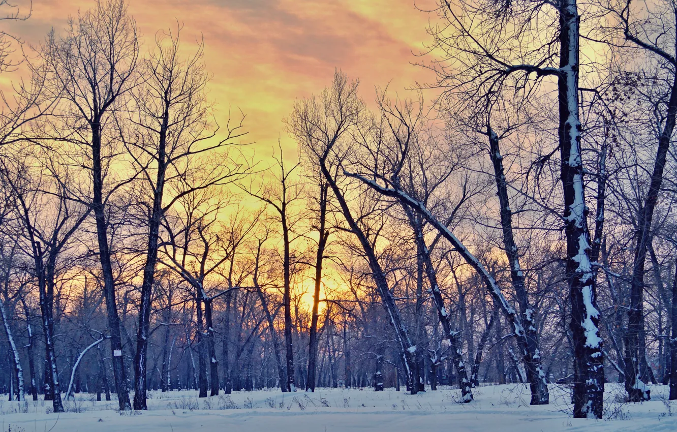 Photo wallpaper forest, the sky, the sun, trees, landscape, nature, stream, forest