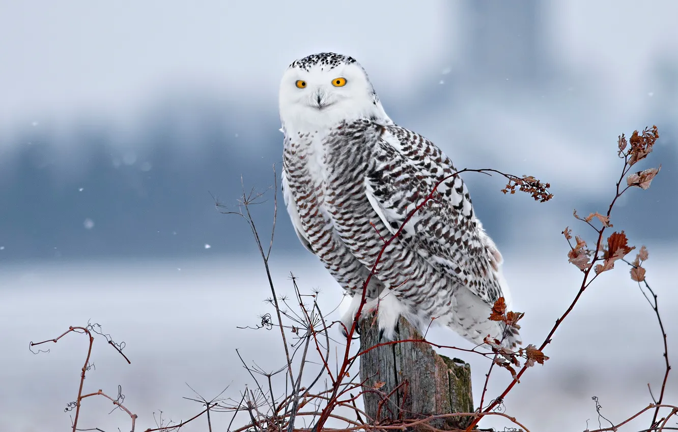 Photo wallpaper winter, snow, branches, bird, stump, snowy owl