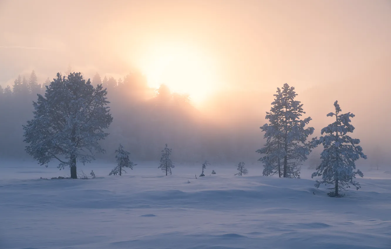Photo wallpaper winter, snow, trees, fog, sunrise, dawn, morning, Norway