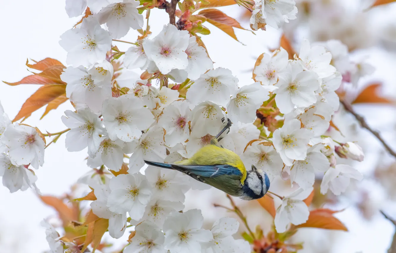 Photo wallpaper flowers, tit, bird, flowering, cherry, spring