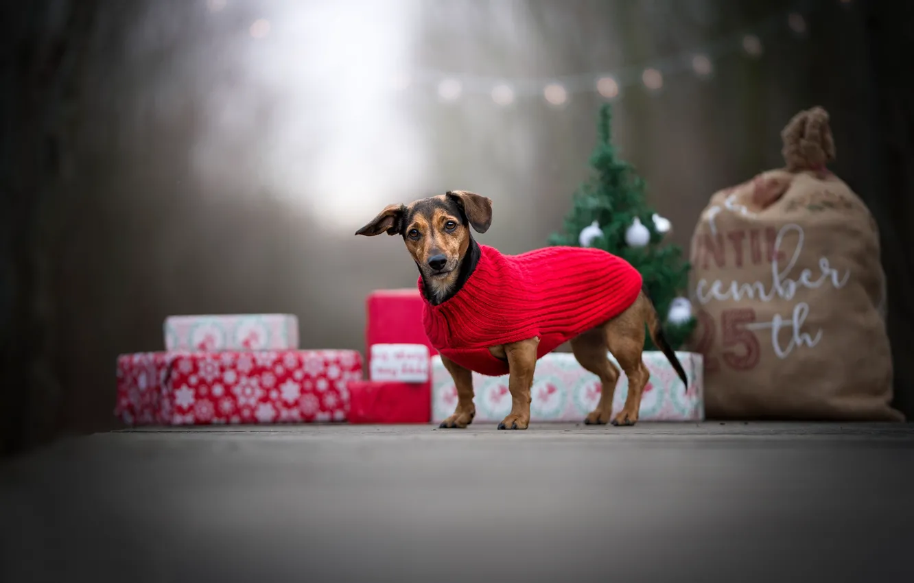 Photo wallpaper dog, gifts, blouse, bag, doggie
