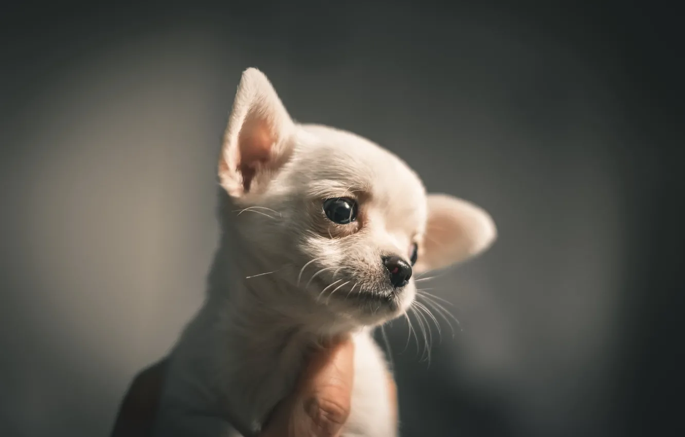 Photo wallpaper look, dog, puppy