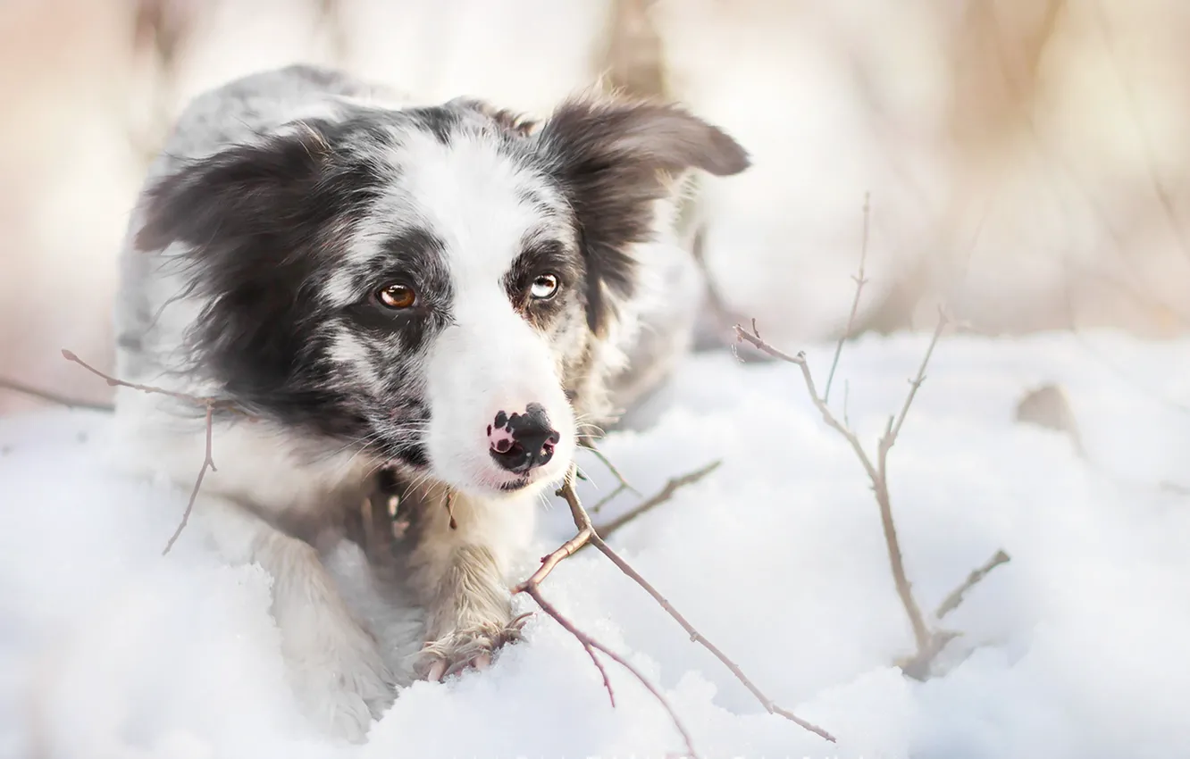 Photo wallpaper look, each, dog