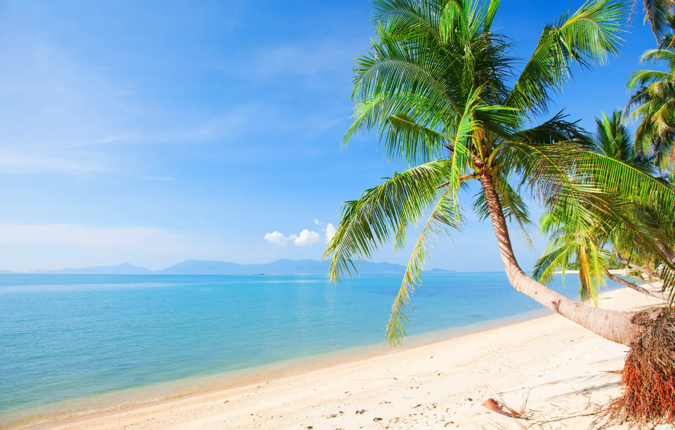 Photo wallpaper sand, sea, beach, the sun, palm trees, shore, summer, beach