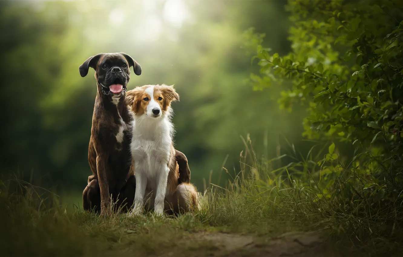 Photo wallpaper nature, two dogs, sunny, Tini