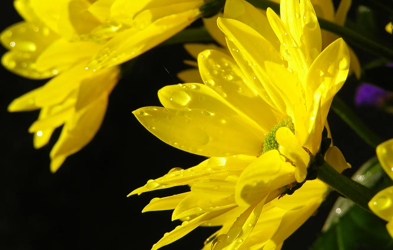 Photo wallpaper water, the sun, drops, macro, flowers, yellow, chrysanthemum