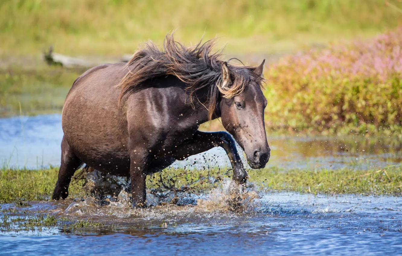Photo wallpaper water, squirt, horse