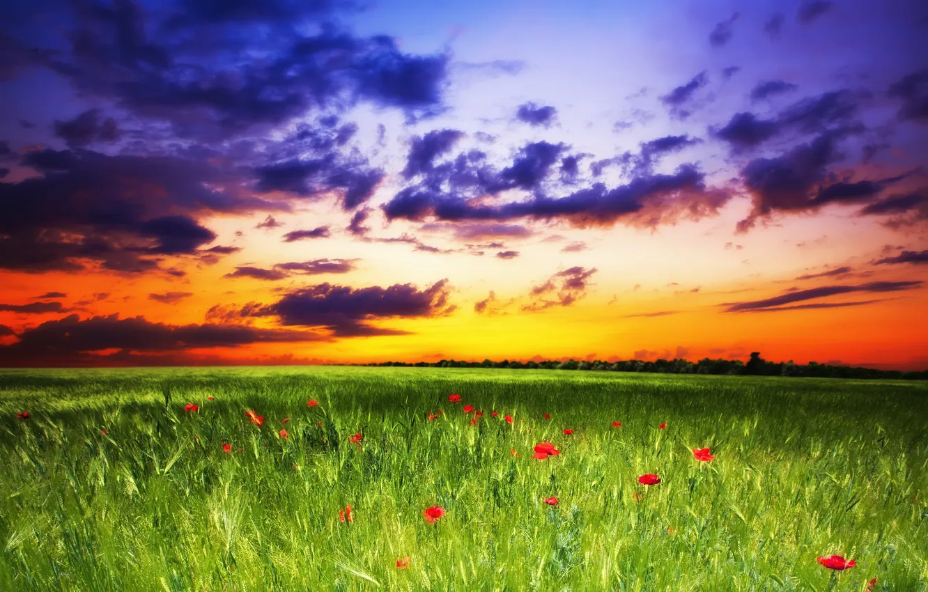 Photo wallpaper field, the sky, grass, sunset, flowers, Maki, sky, landscape