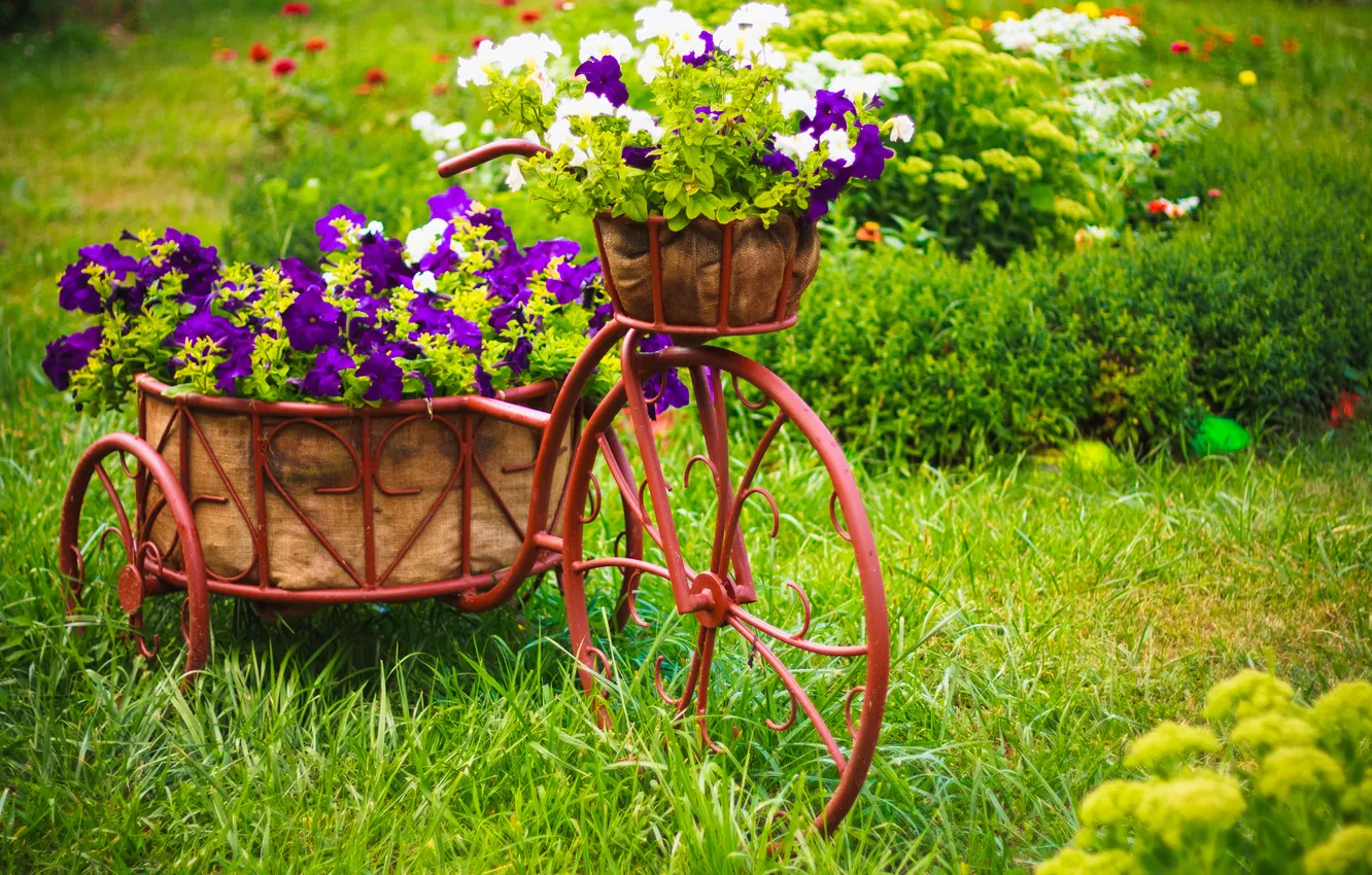 Photo wallpaper flowers, bike, flowers, Petunia, Biking, Petunia