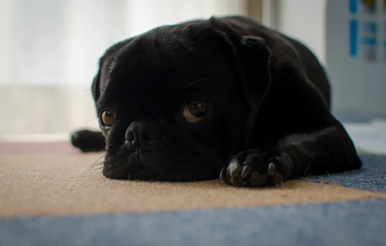 Photo wallpaper sadness, look, each, dog, pug