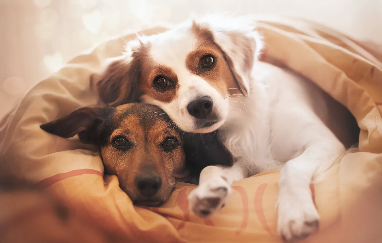 Photo wallpaper blanket, a couple, friends, two dogs, faces