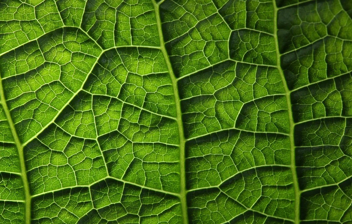 Photo wallpaper green, leaf, plant