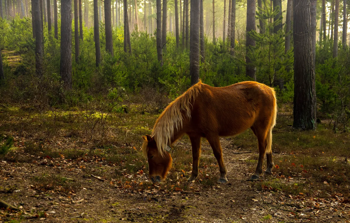 Photo wallpaper autumn, forest, trees, horse, foliage, horse, grazing