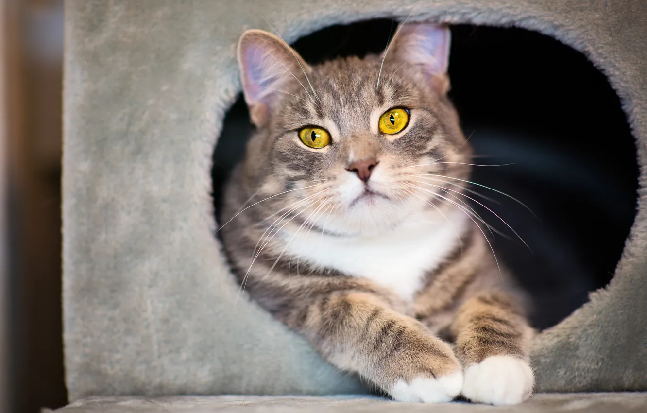 Photo wallpaper cat, eyes, cat, look, face, yellow, comfort, grey