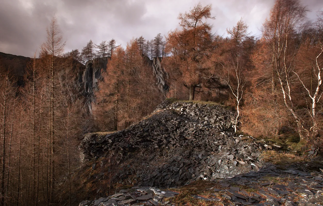 Photo wallpaper forest, stones, the wind