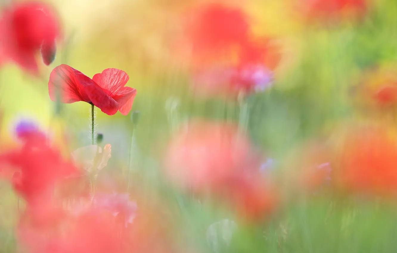 Photo wallpaper flowers, red, green, Maki, blur, bokeh, blurred, poppy field