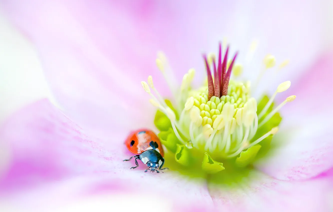 Photo wallpaper flower, macro, red, background, pink, ladybug, beetle, blur