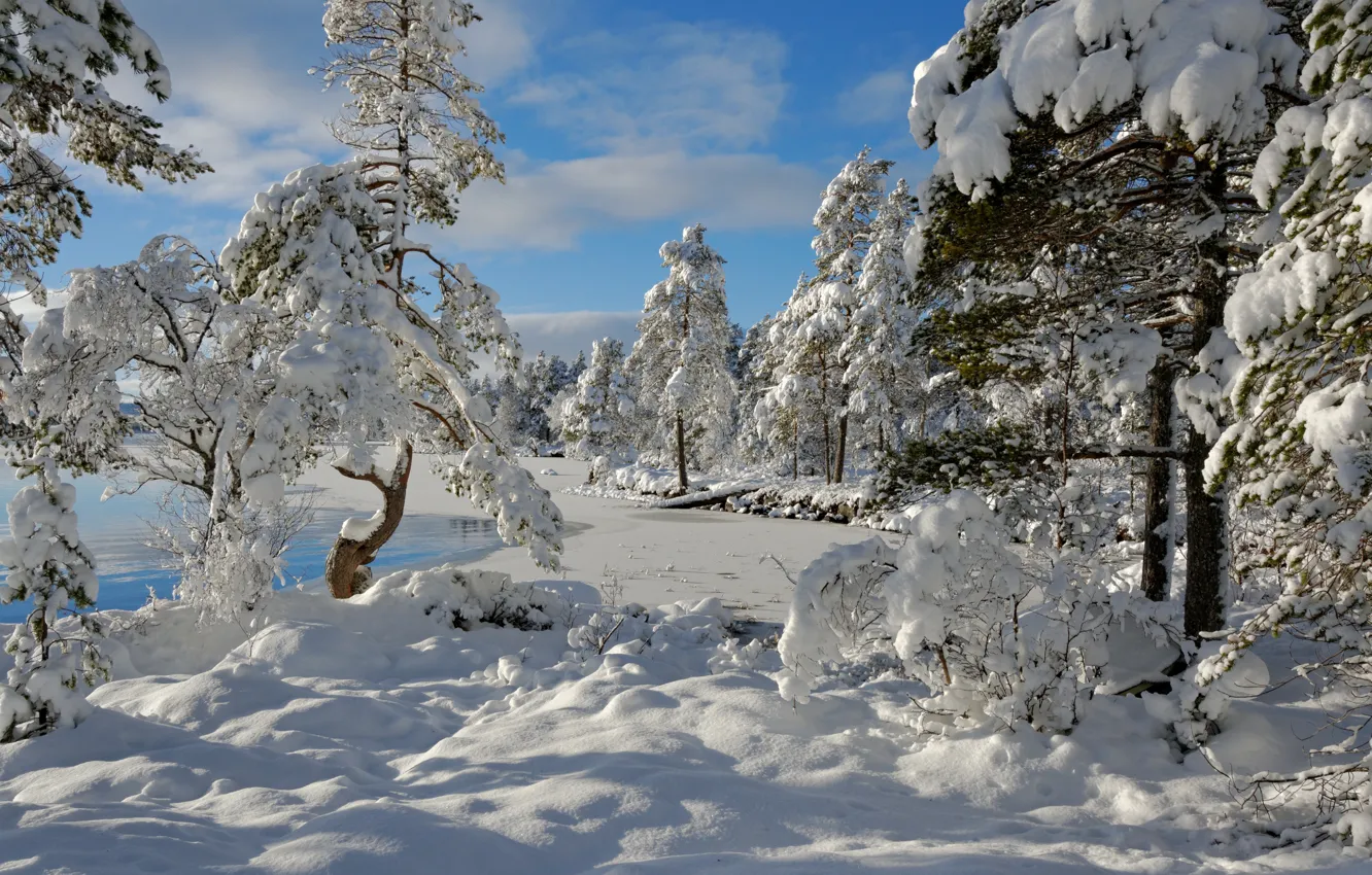 Photo wallpaper winter, snow, trees, Norway, Norway, Hedmark County, Nordset