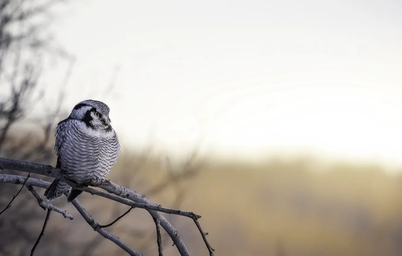 Photo wallpaper nature, bird, Northern Hawk Owl